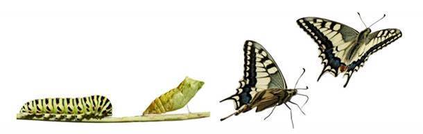 Illustrerar utvecklingen från larv till fjäril